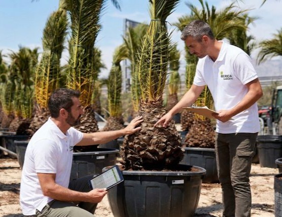 wholesale nursery in spain