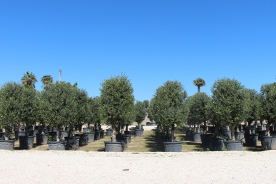 olea europaea olive trees