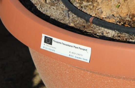 spain export olive trees phytosanitary certificate xylella official nursery passport export qatar